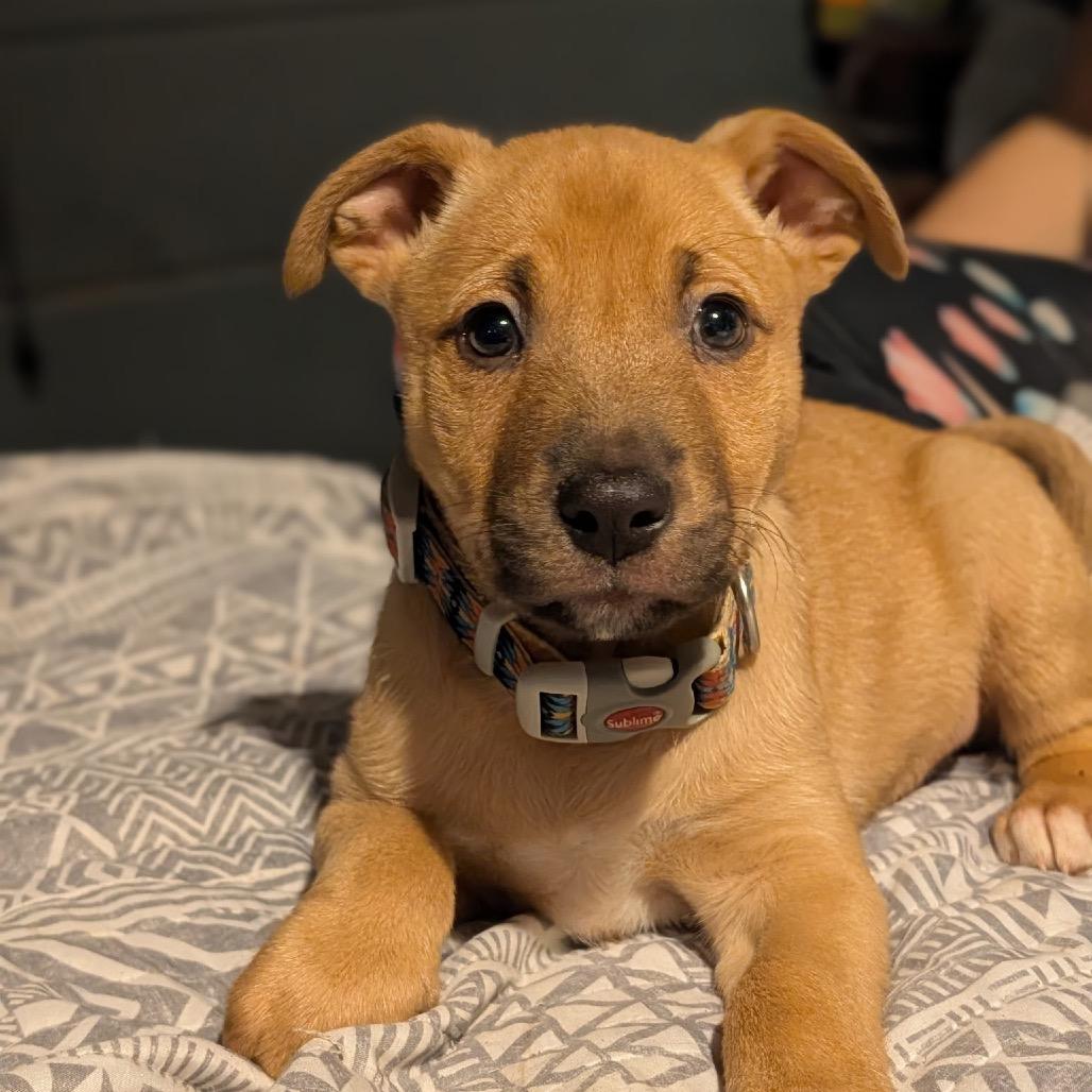 Marmalade, Adoptable, Puppy Male German Shepherd Dog & Mixed Breed.