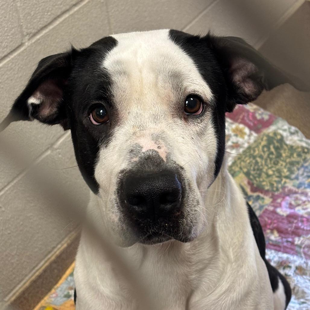 Enlarge Kodak, a Adoptable Pit Bull Terrier in Hinesville, GA image 1/1