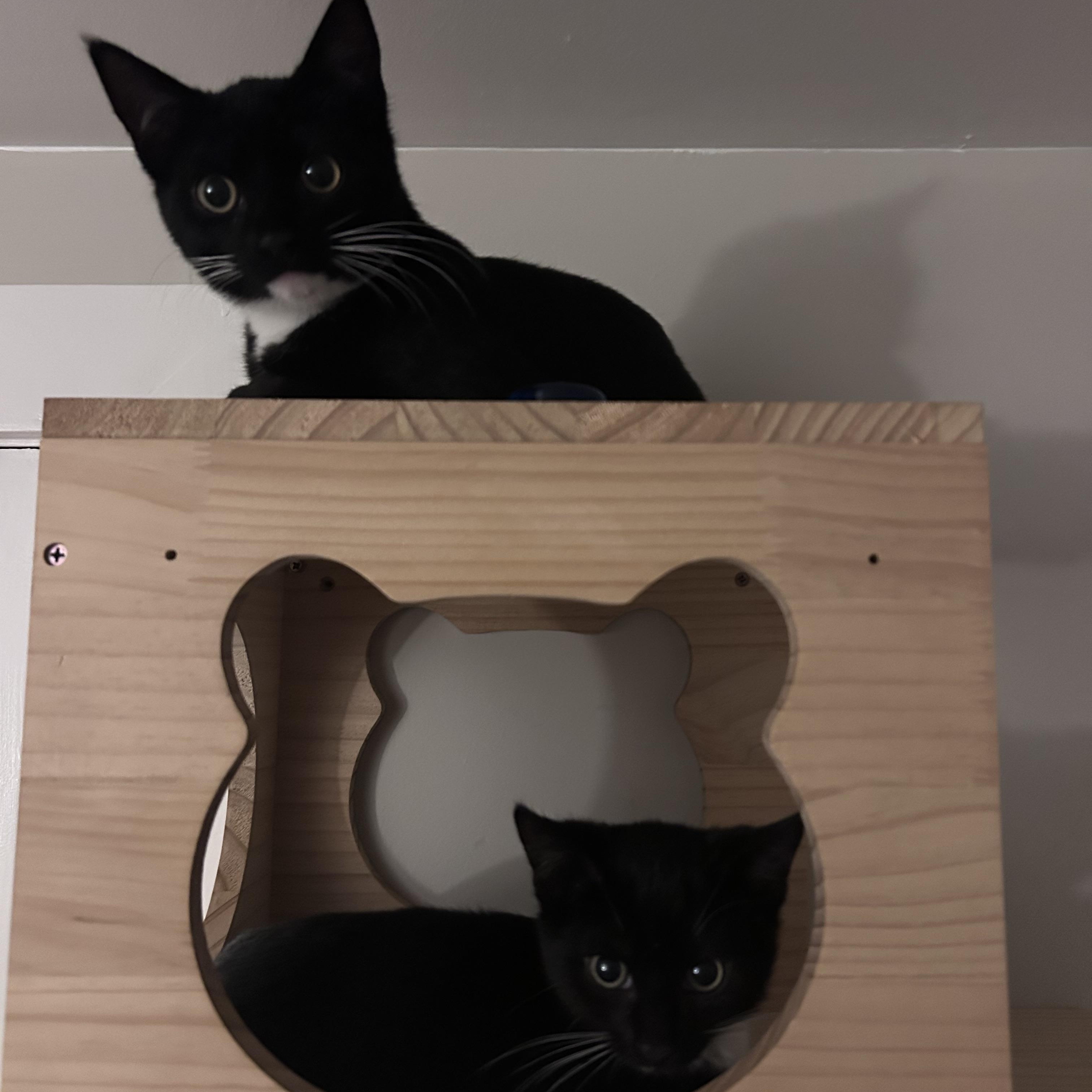 Enlarge Catsby and Wilson (bonded pair), a ADOPTABLE Domestic Short Hair in Bourne, MA image 1/5