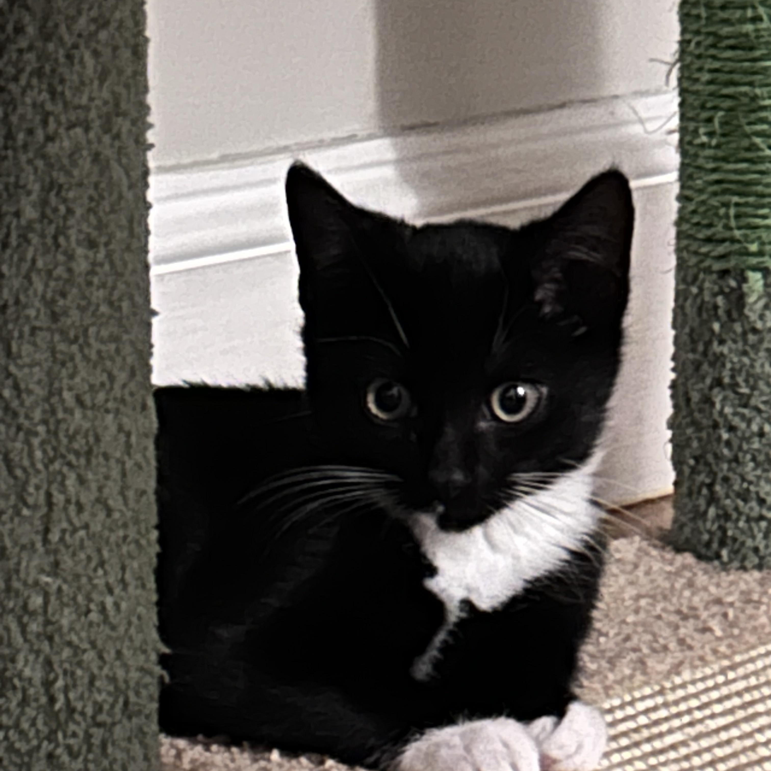 Enlarge Catsby and Wilson (bonded pair), a ADOPTABLE Domestic Short Hair in Bourne, MA image 3/5