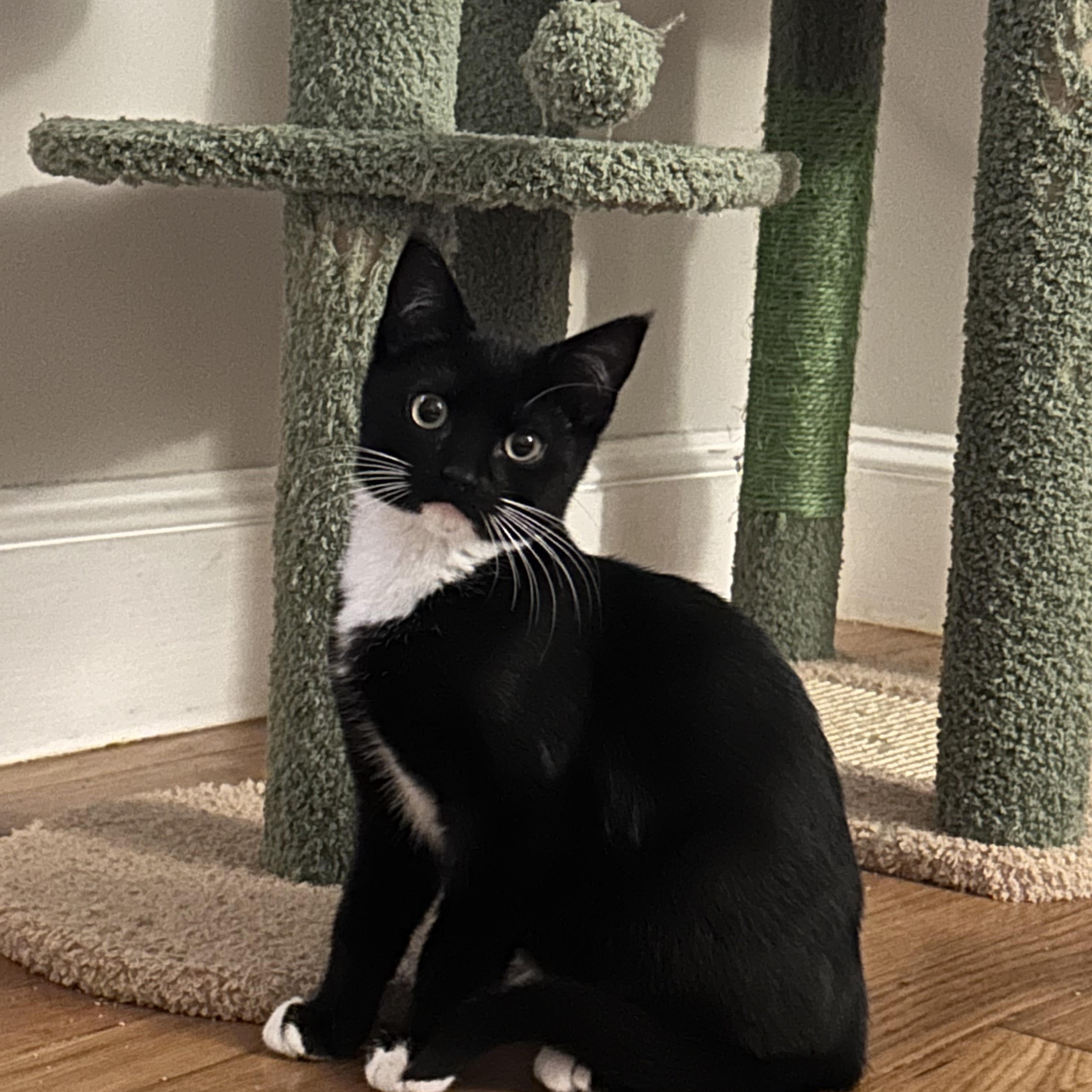 Enlarge Catsby and Wilson (bonded pair), a ADOPTABLE Domestic Short Hair in Bourne, MA image 5/5