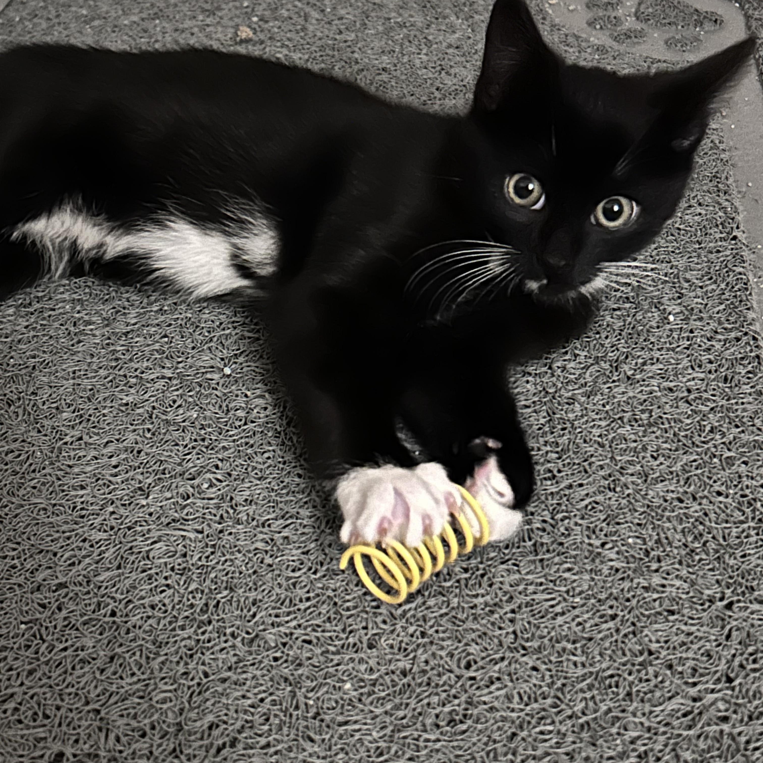 Enlarge Catsby and Wilson (bonded pair), a ADOPTABLE Domestic Short Hair in Bourne, MA image 4/5