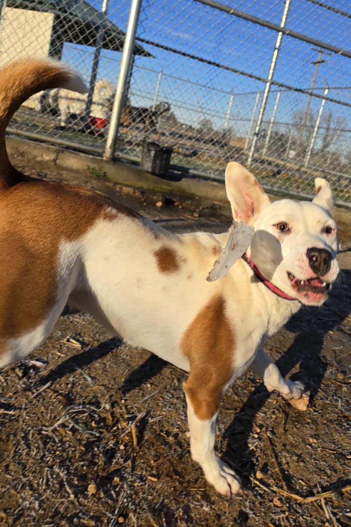 Sugar Gem: RIDGE DOG GRADUATE FROM PRISON FACILITY photo 2