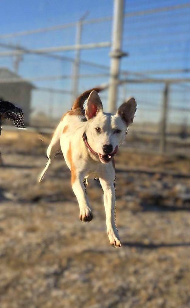 Sugar Gem: RIDGE DOG GRADUATE FROM PRISON FACILITY photo 3