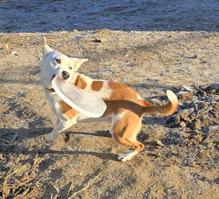 Sugar Gem: RIDGE DOG GRADUATE FROM PRISON FACILITY photo 4