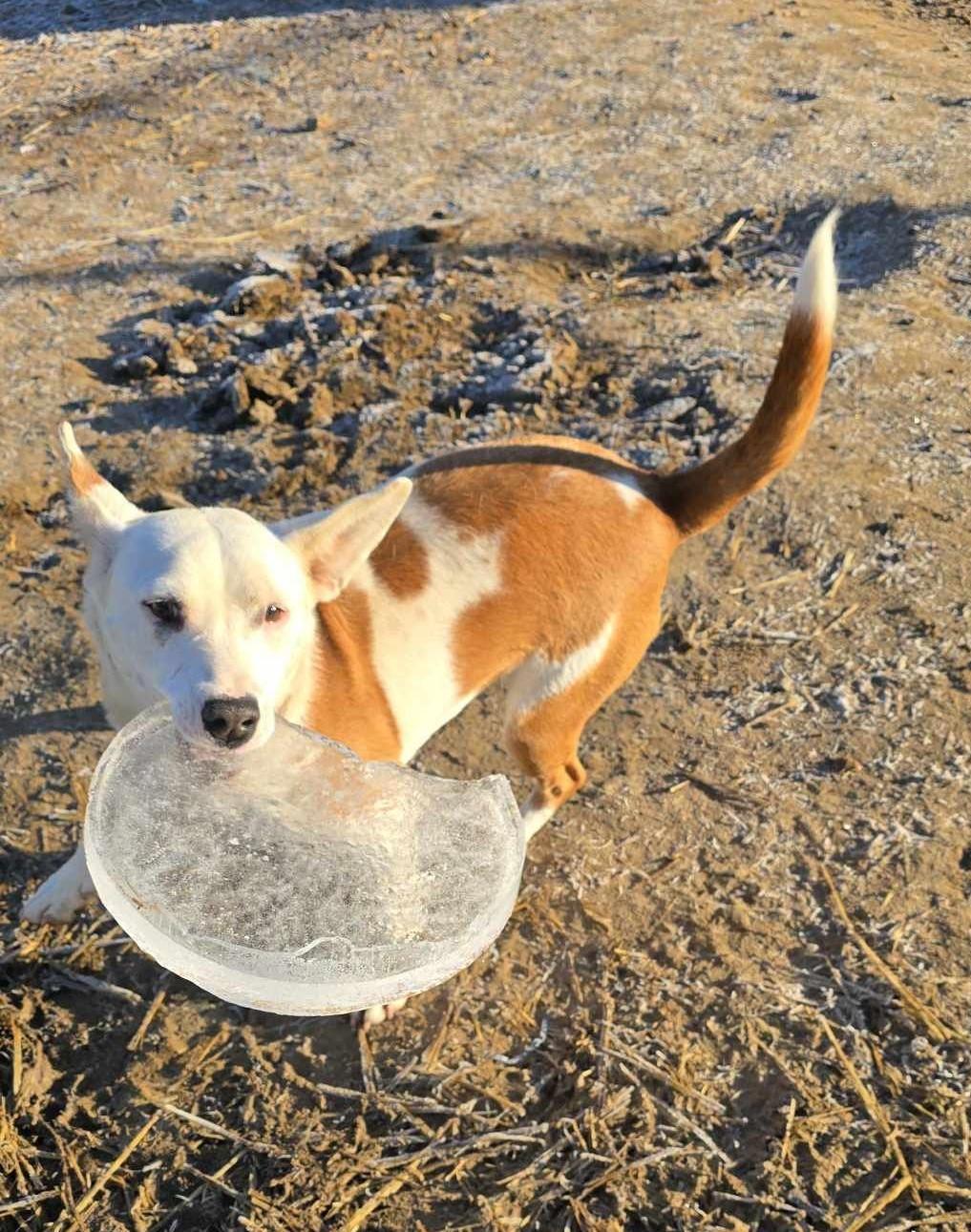 Sugar Gem: RIDGE DOG GRADUATE FROM PRISON FACILITY photo 5