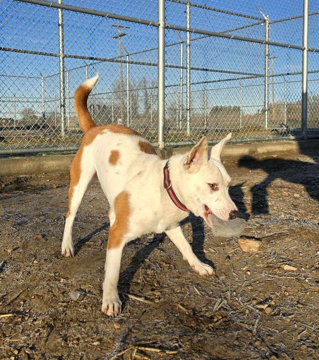 Sugar Gem: RIDGE DOG GRADUATE FROM PRISON FACILITY photo 6