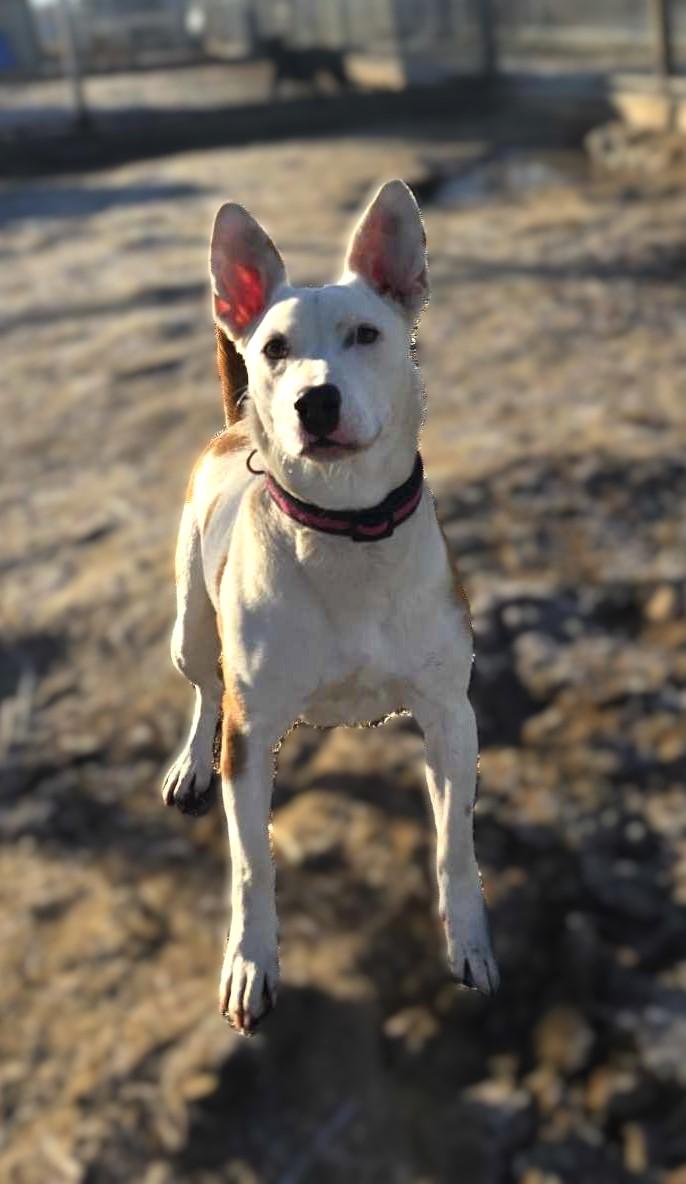 Sugar Gem: RIDGE DOG GRADUATE FROM PRISON FACILITY