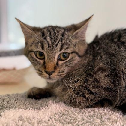 JULIETTE, adopted, Kitten Female Domestic Short Hair.