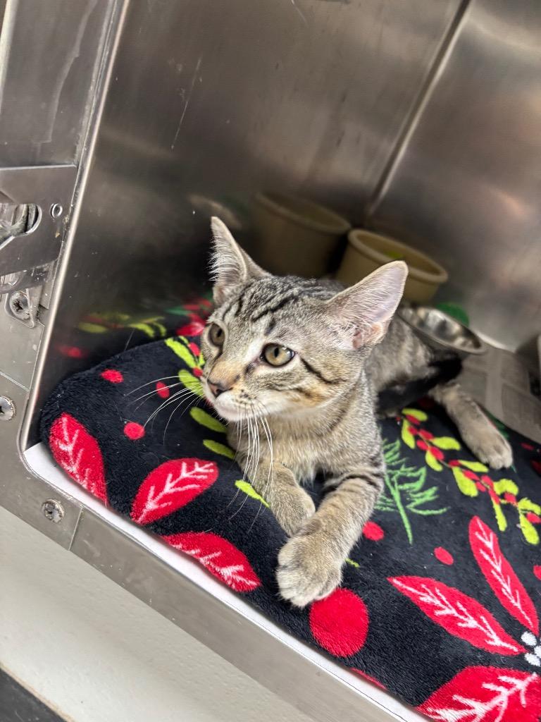 Enlarge Templer, a Adopted mixed breed in Findlay, OH image 1/1