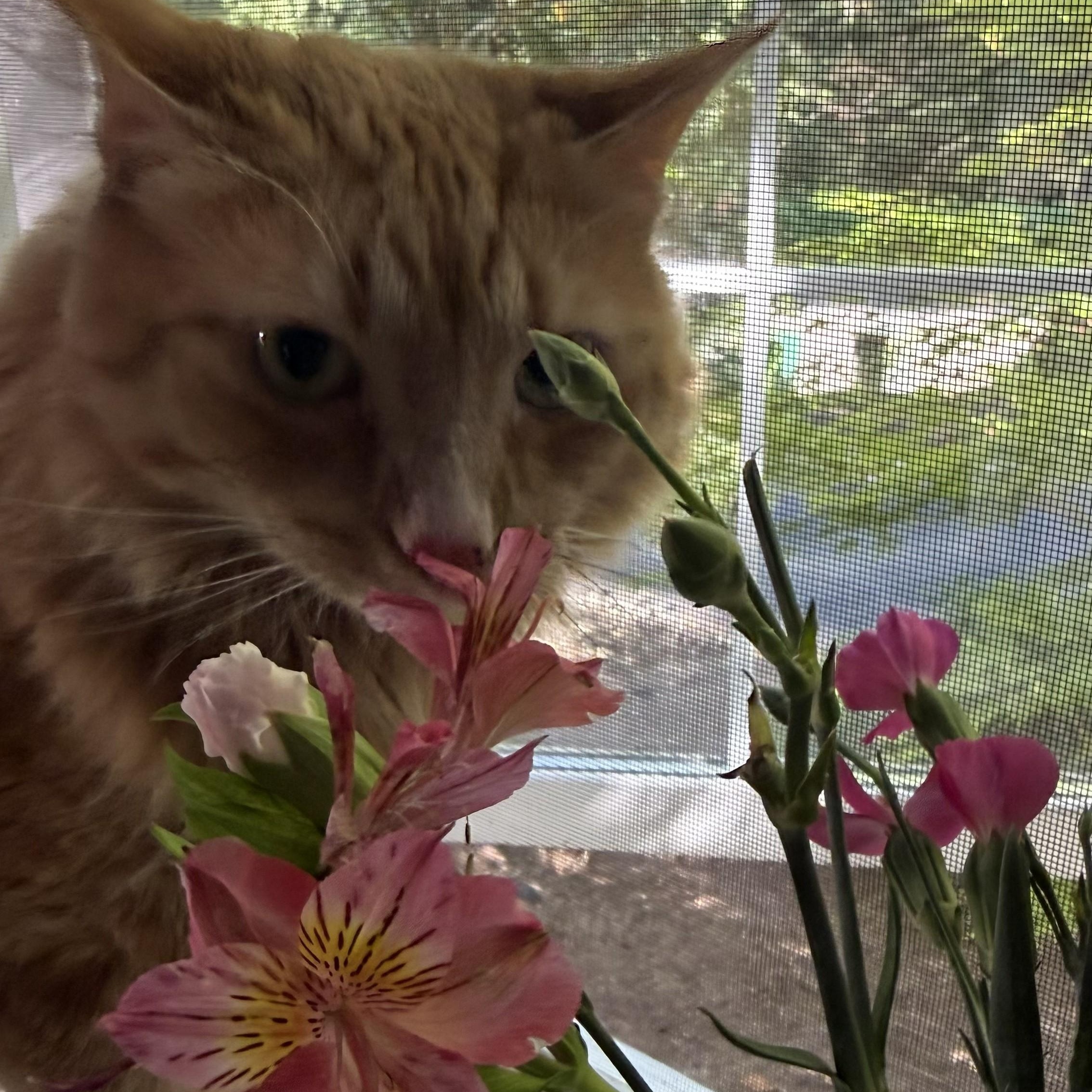 Flash, a ADOPTABLE Domestic Long Hair in Renton , WA image 4/6