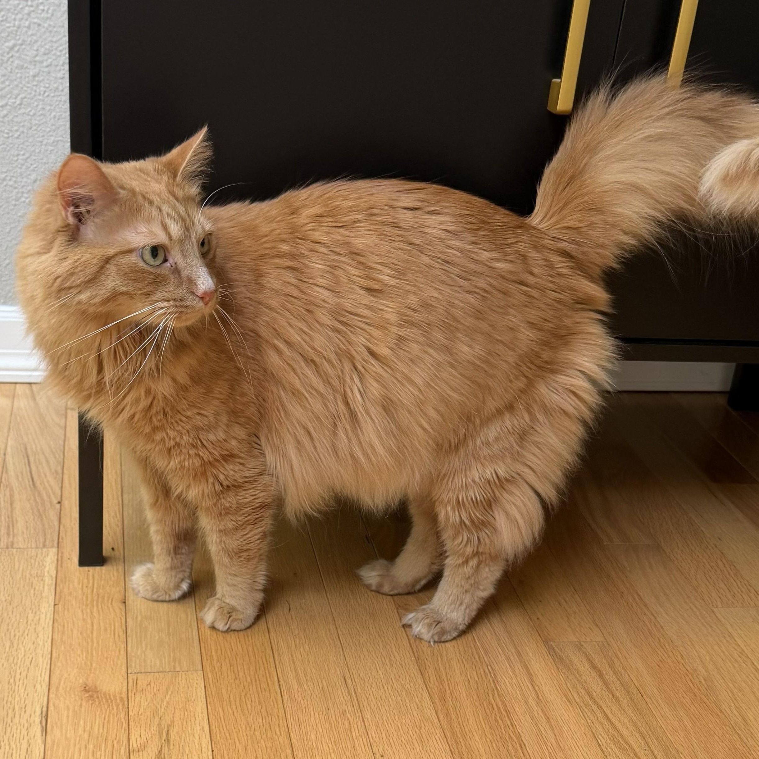 Flash, ADOPTABLE, Adult Male Domestic Long Hair.