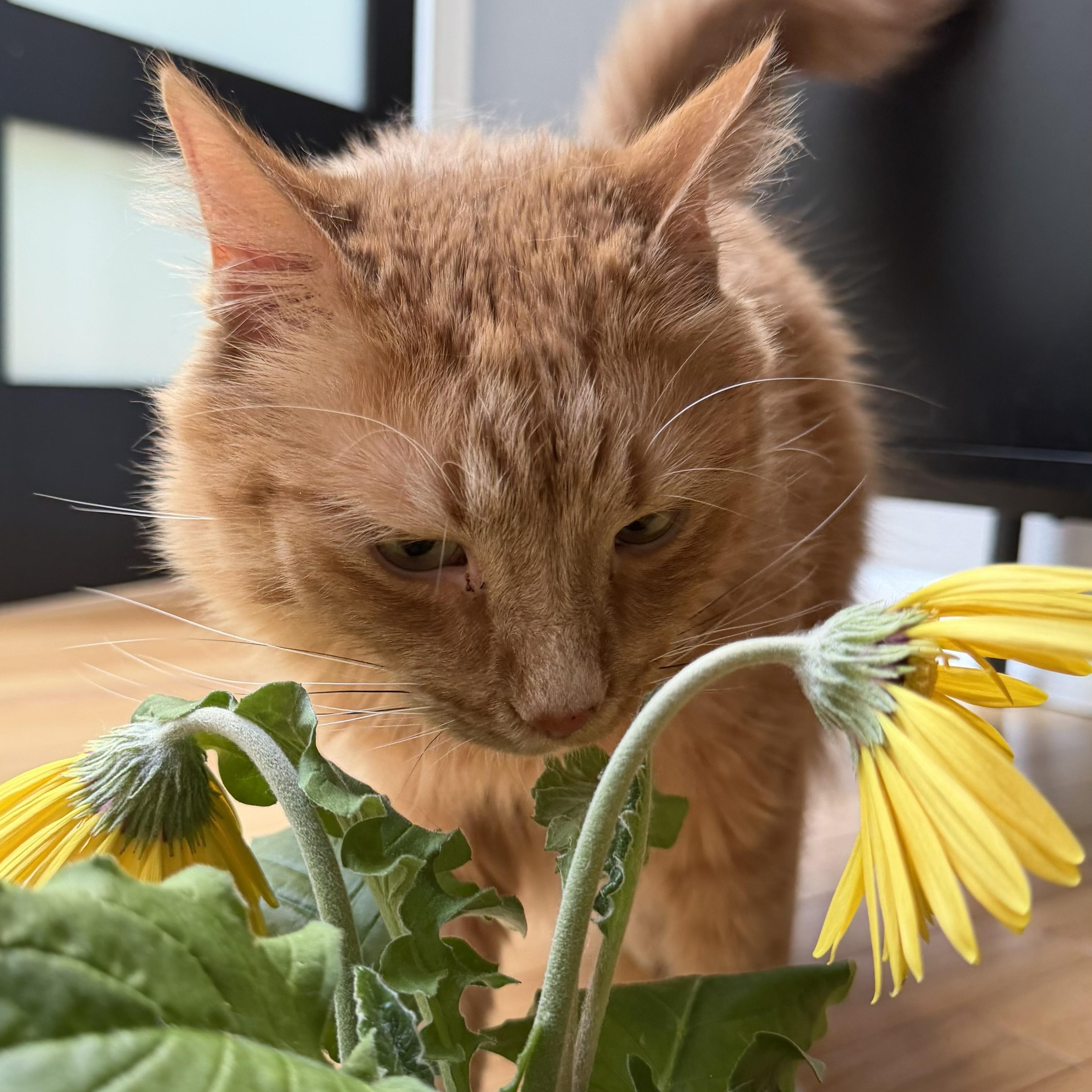Flash, a ADOPTABLE Domestic Long Hair in Renton , WA image 2/6