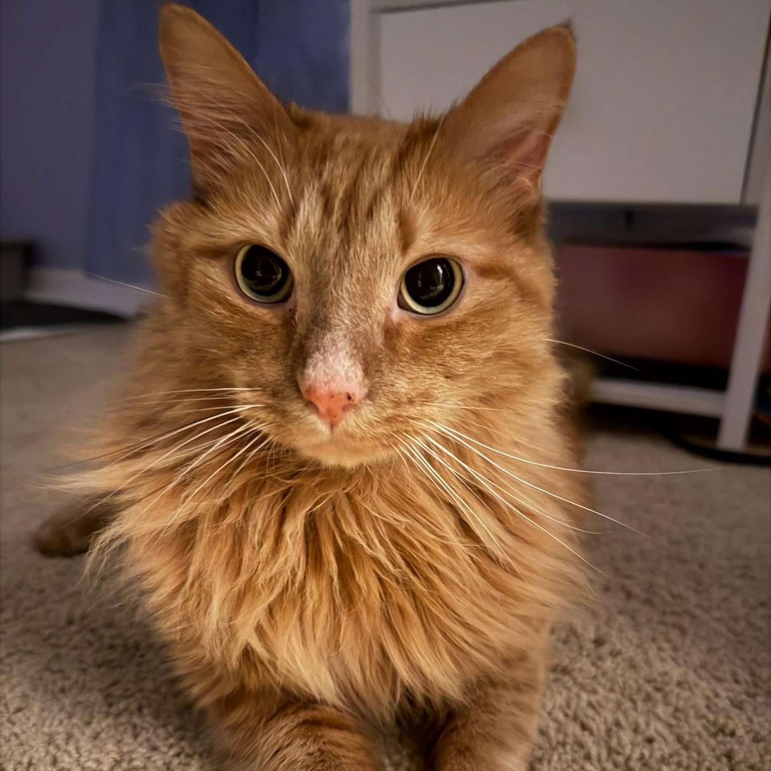 Flash, a ADOPTABLE Domestic Long Hair in Renton , WA image 3/6
