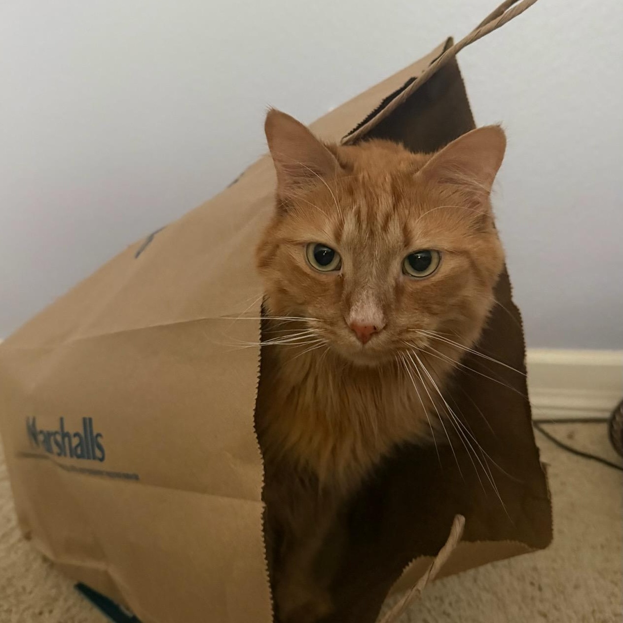 Flash, a ADOPTABLE Domestic Long Hair in Renton , WA image 5/6