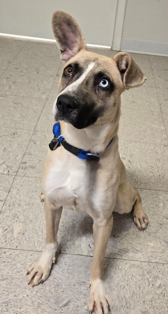 Cleo, Adoptable, Young Female Husky.
