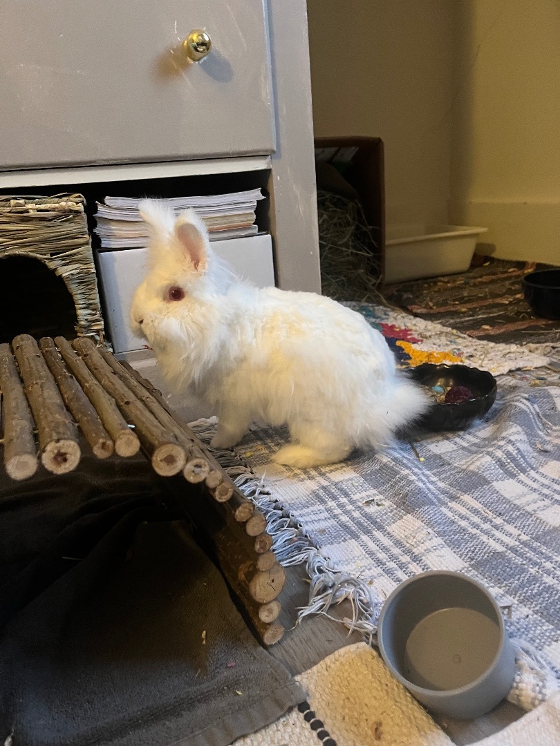 Enlarge Pantoufle, a Adopted Angora Rabbit in Ottawa, ON image 1/2