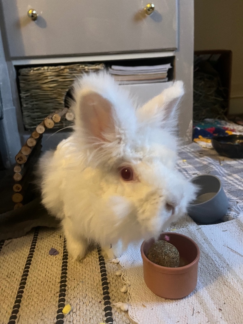 Enlarge Pantoufle, a Adopted Angora Rabbit in Ottawa, ON image 2/2