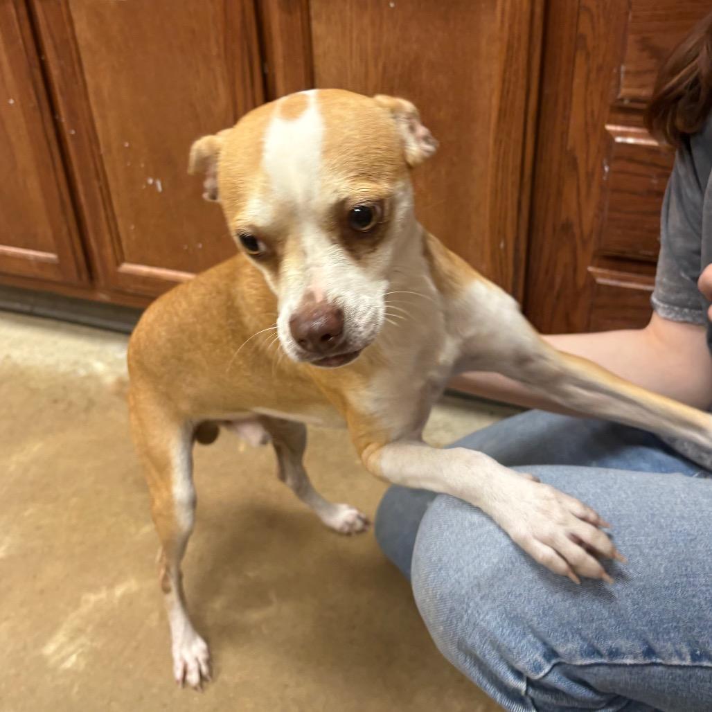 Popeye - 101201U, Adoptable, Young Male Feist & Mixed Breed.