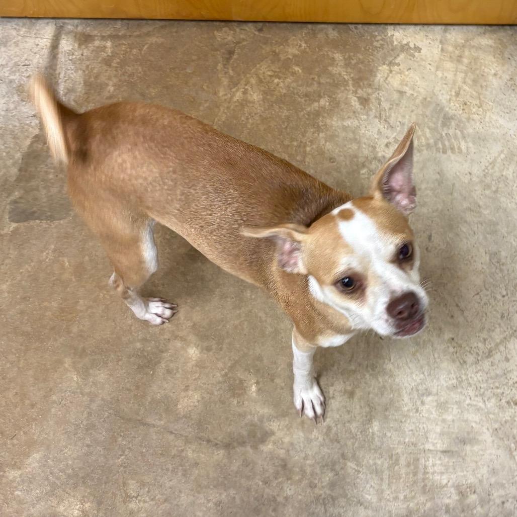 Enlarge Popeye - 101201U, a Adoptable mixed breed in Tupelo, MS image 2/4