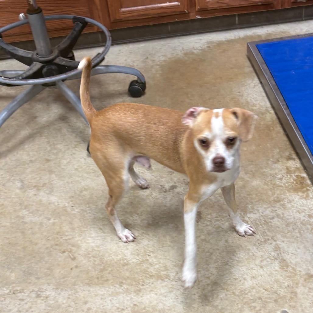 Enlarge Popeye - 101201U, a Adoptable mixed breed in Tupelo, MS image 3/4