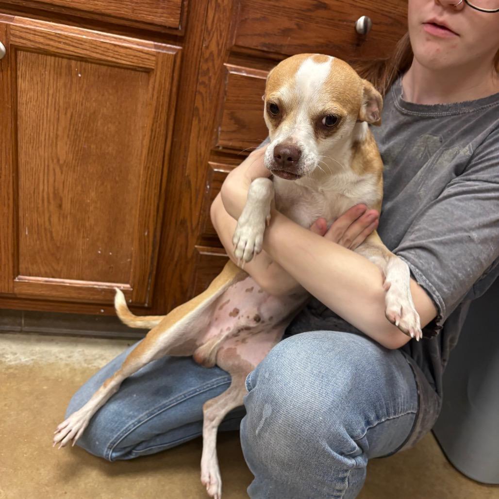 Enlarge Popeye - 101201U, a Adoptable mixed breed in Tupelo, MS image 4/4