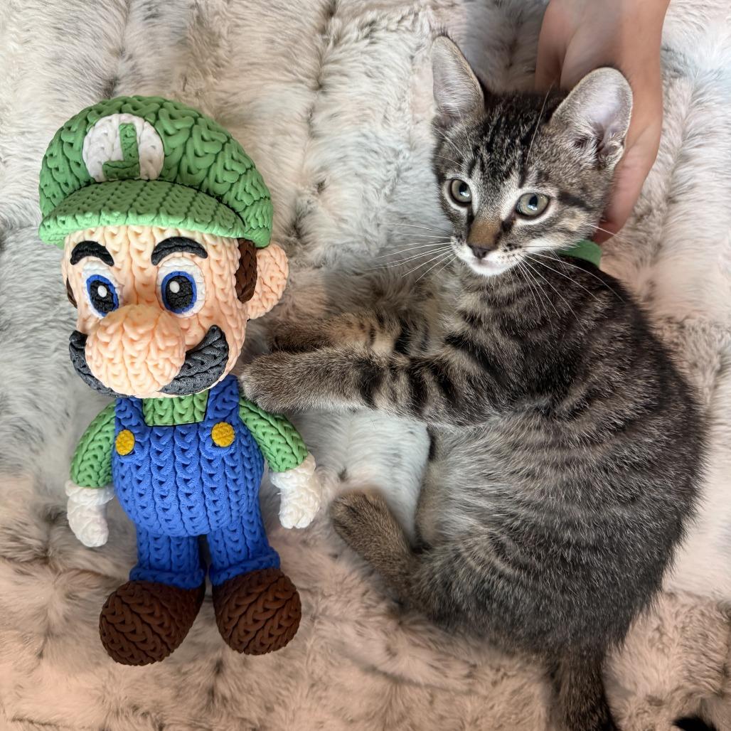 Luigi, Adoptable, Kitten Male Domestic Short Hair.