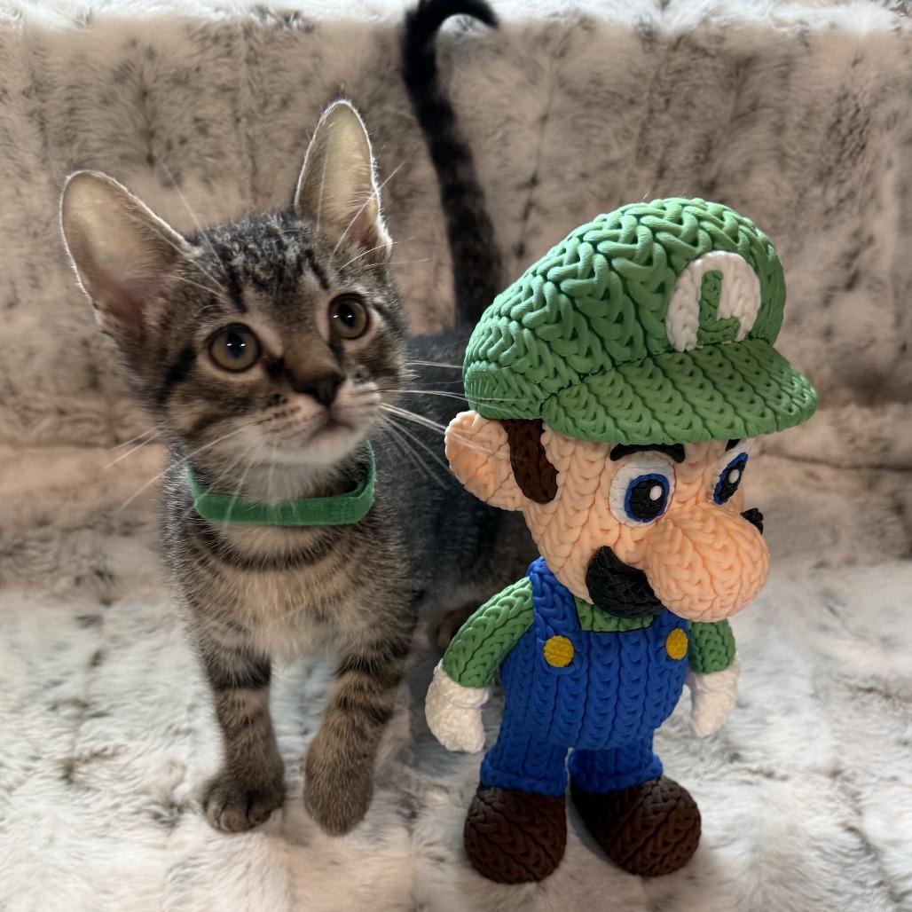 Luigi, a Adoptable Domestic Short Hair in Normal, IL image 3/4