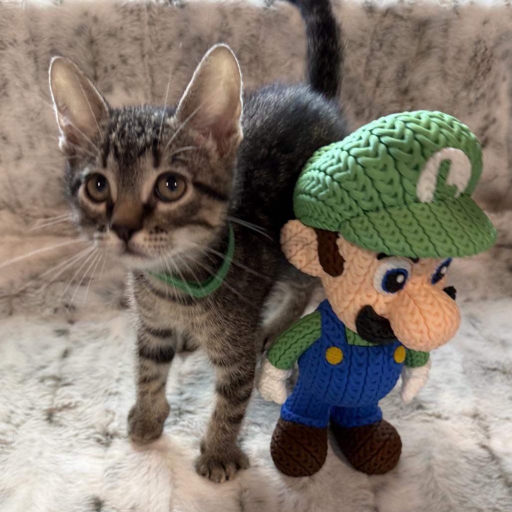 Luigi, a Adoptable Domestic Short Hair in Normal, IL image 4/4