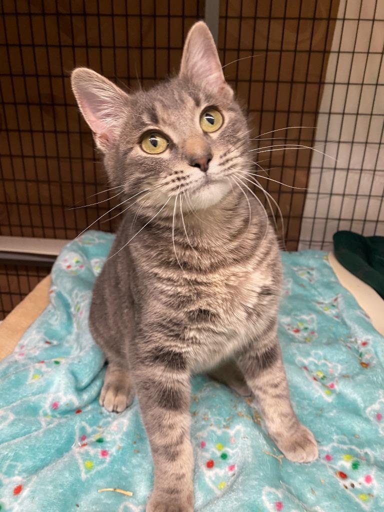 Enlarge Samantha, a Adoptable mixed breed in Grants Pass, OR image 1/3