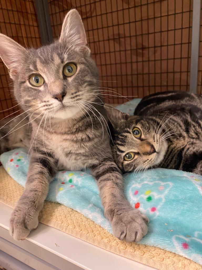 Enlarge Samantha, a Adoptable mixed breed in Grants Pass, OR image 2/3