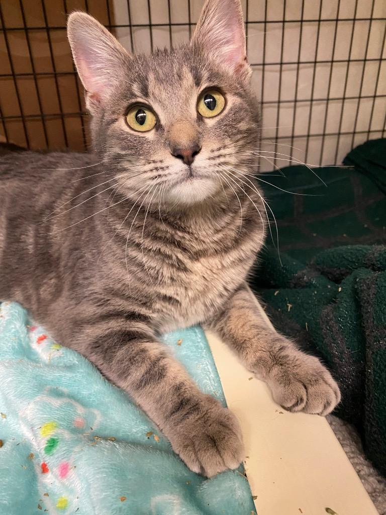 Enlarge Samantha, a Adoptable mixed breed in Grants Pass, OR image 3/3