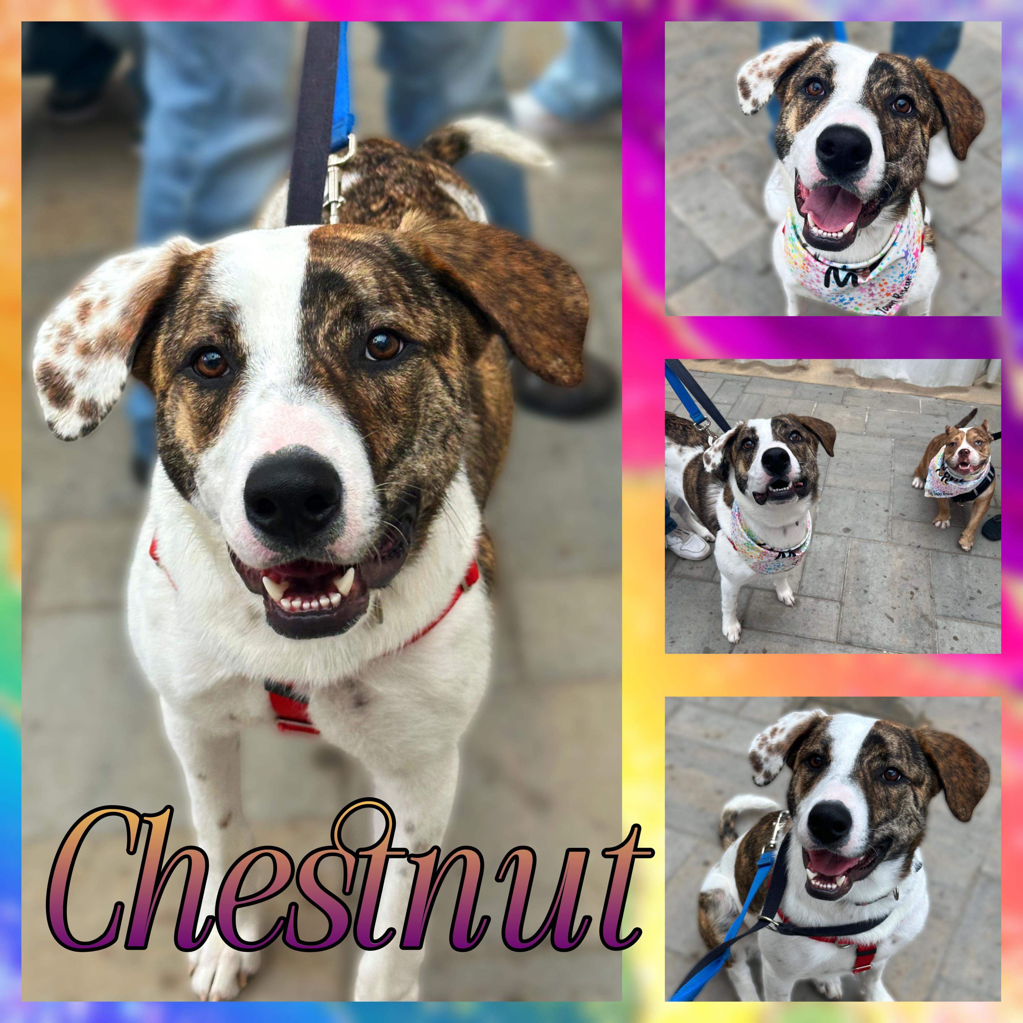 Chestnut, Young Female Hound