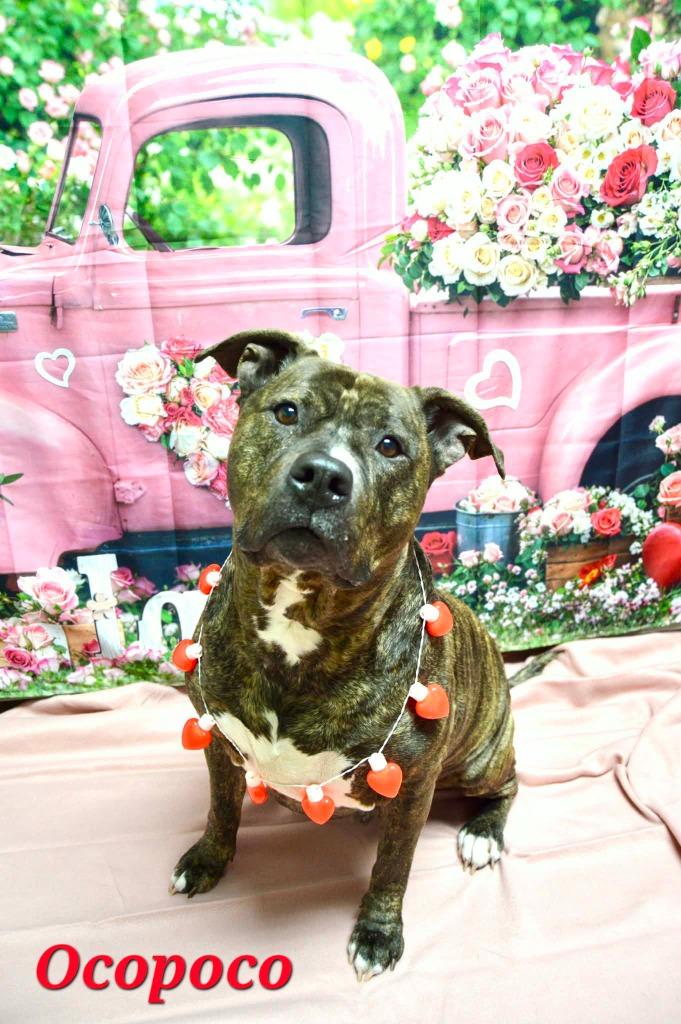 Enlarge Ocopoco, a Adoptable American Staffordshire Terrier in Wabash, IN image 1/2