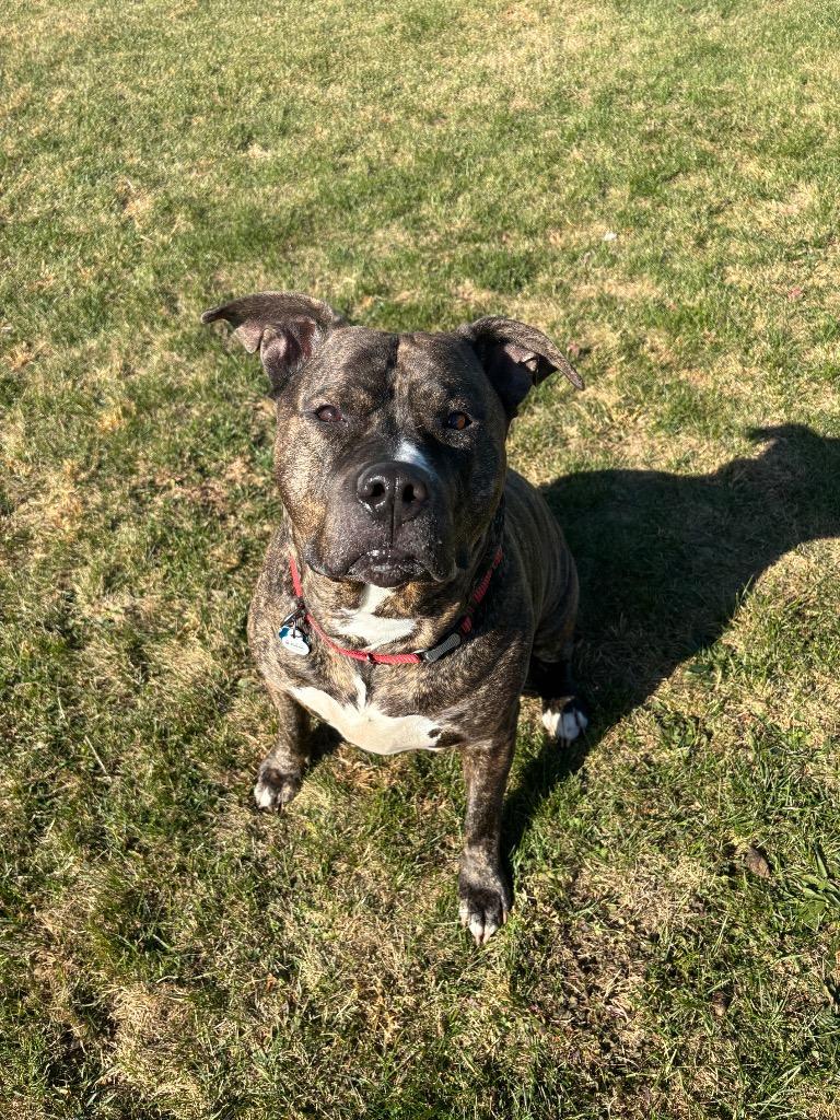 Enlarge Ocopoco, a Adoptable American Staffordshire Terrier in Wabash, IN image 1/1