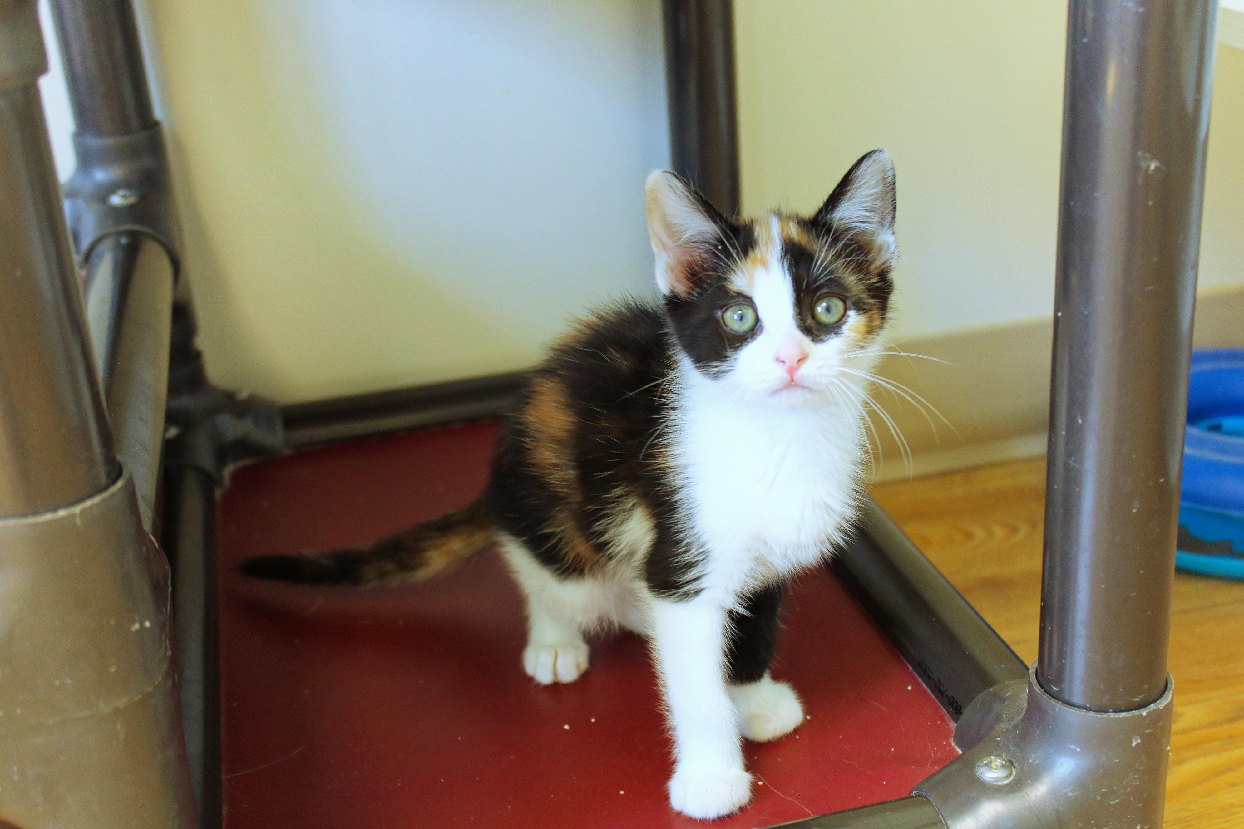 Enlarge Cherry, an adopted Calico in Urbana, OH image 2/6