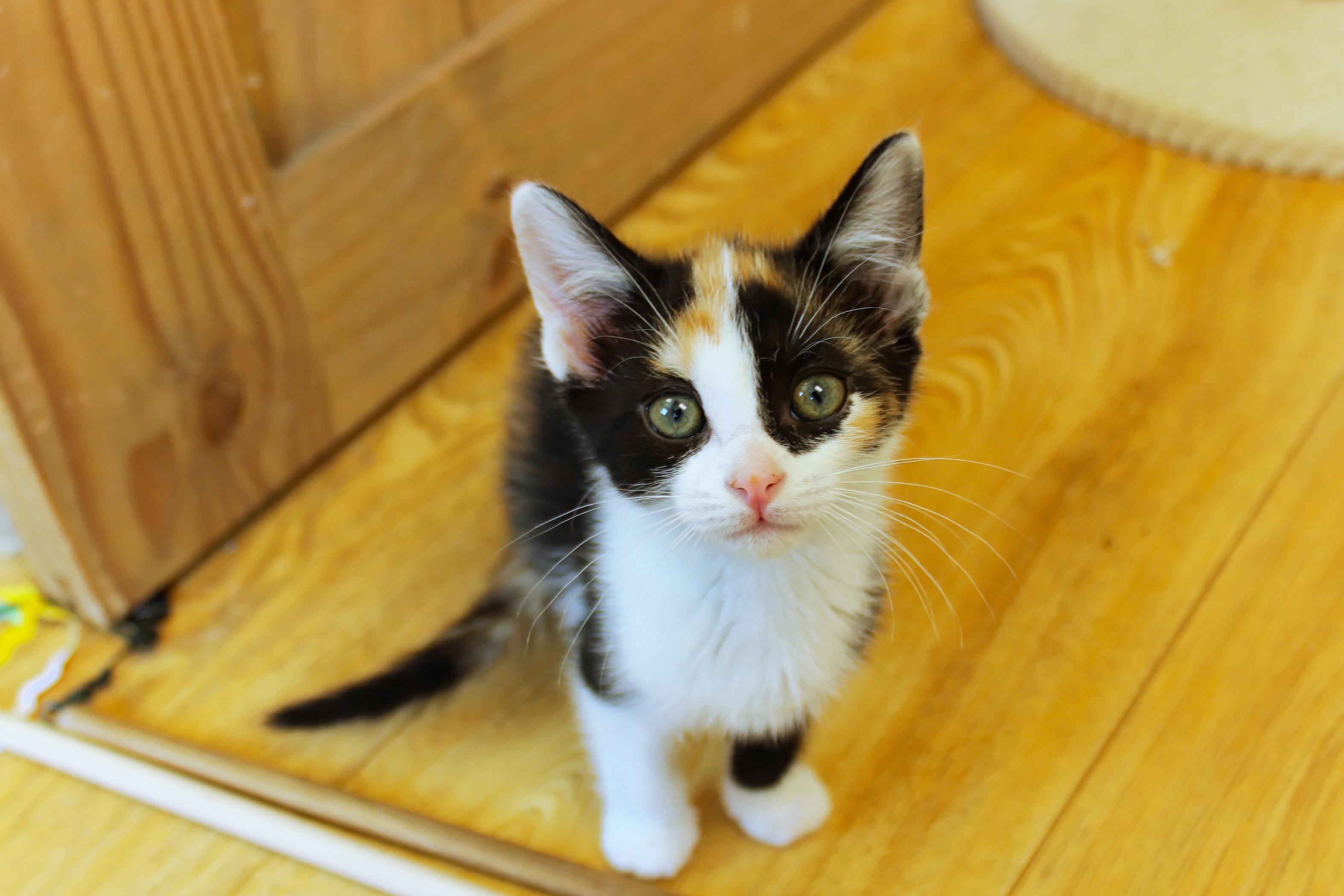 Enlarge Cherry, an adopted Calico in Urbana, OH image 6/6