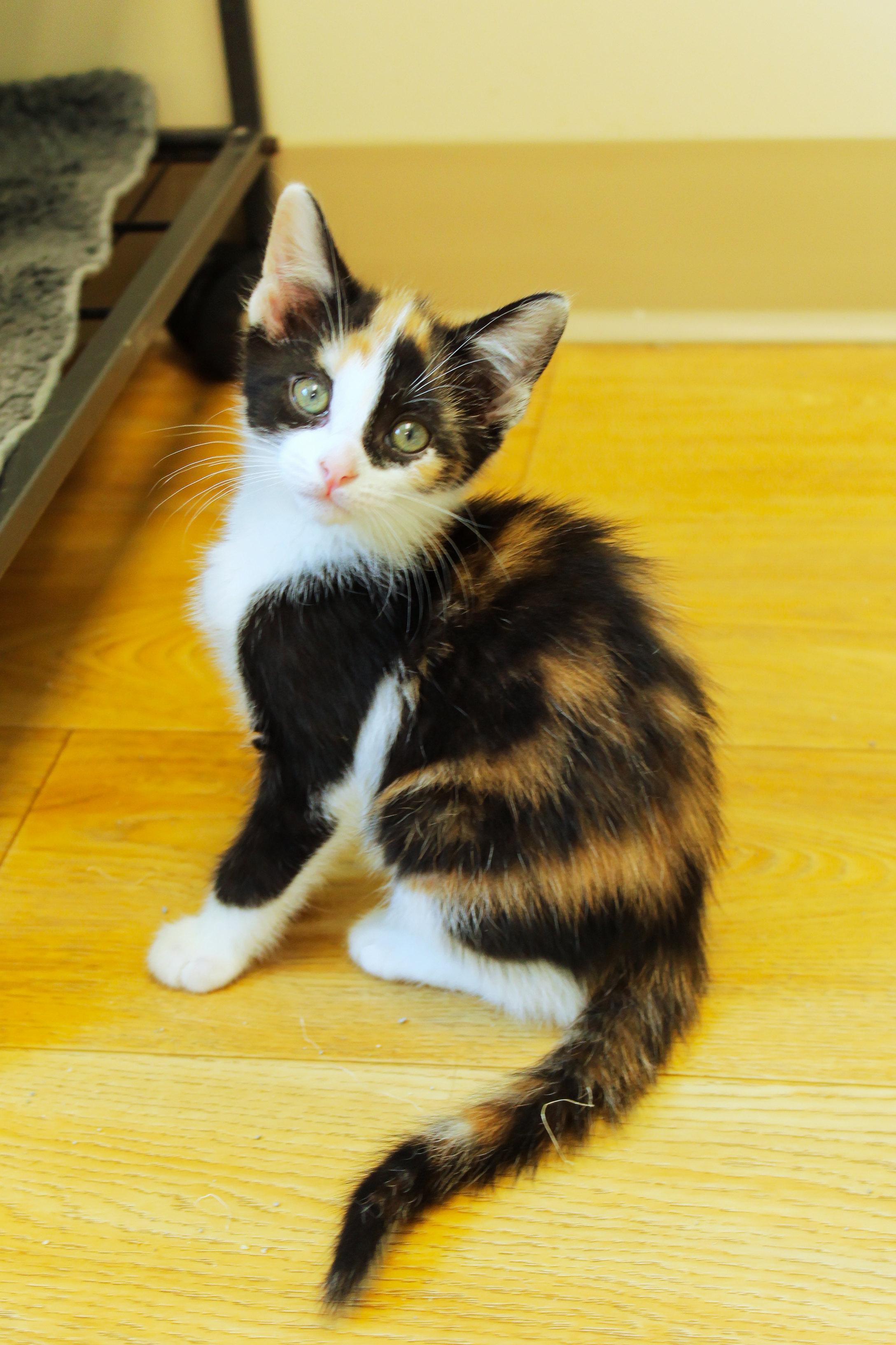 Enlarge Cherry, an adopted Calico in Urbana, OH image 3/6