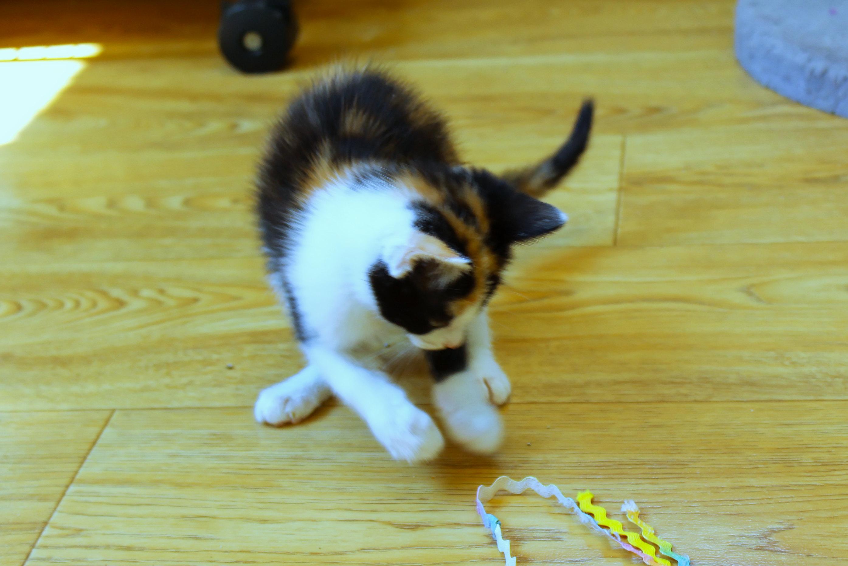 Enlarge Cherry, an adopted Calico in Urbana, OH image 5/6