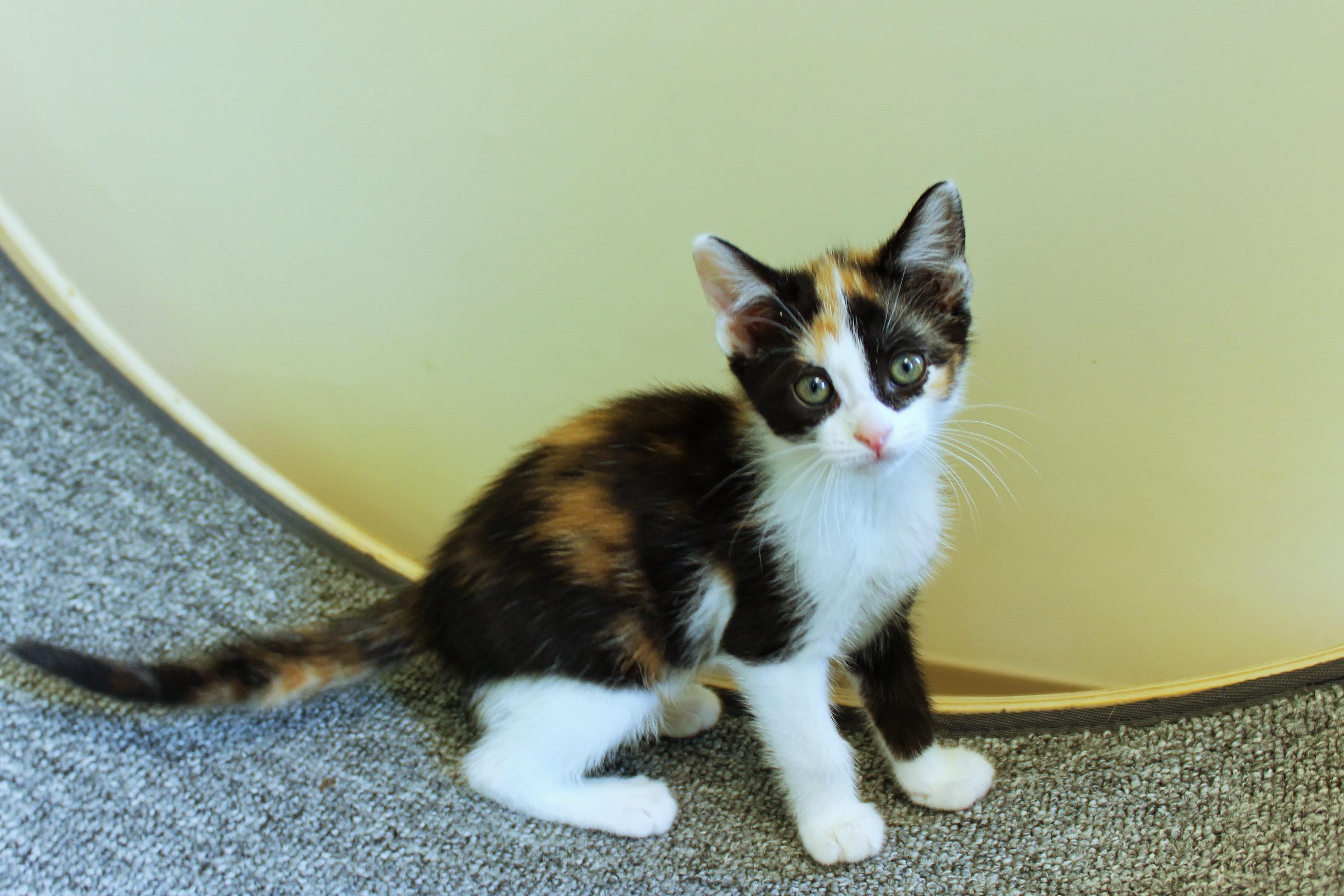 Cherry, adopted, Kitten Female Calico.