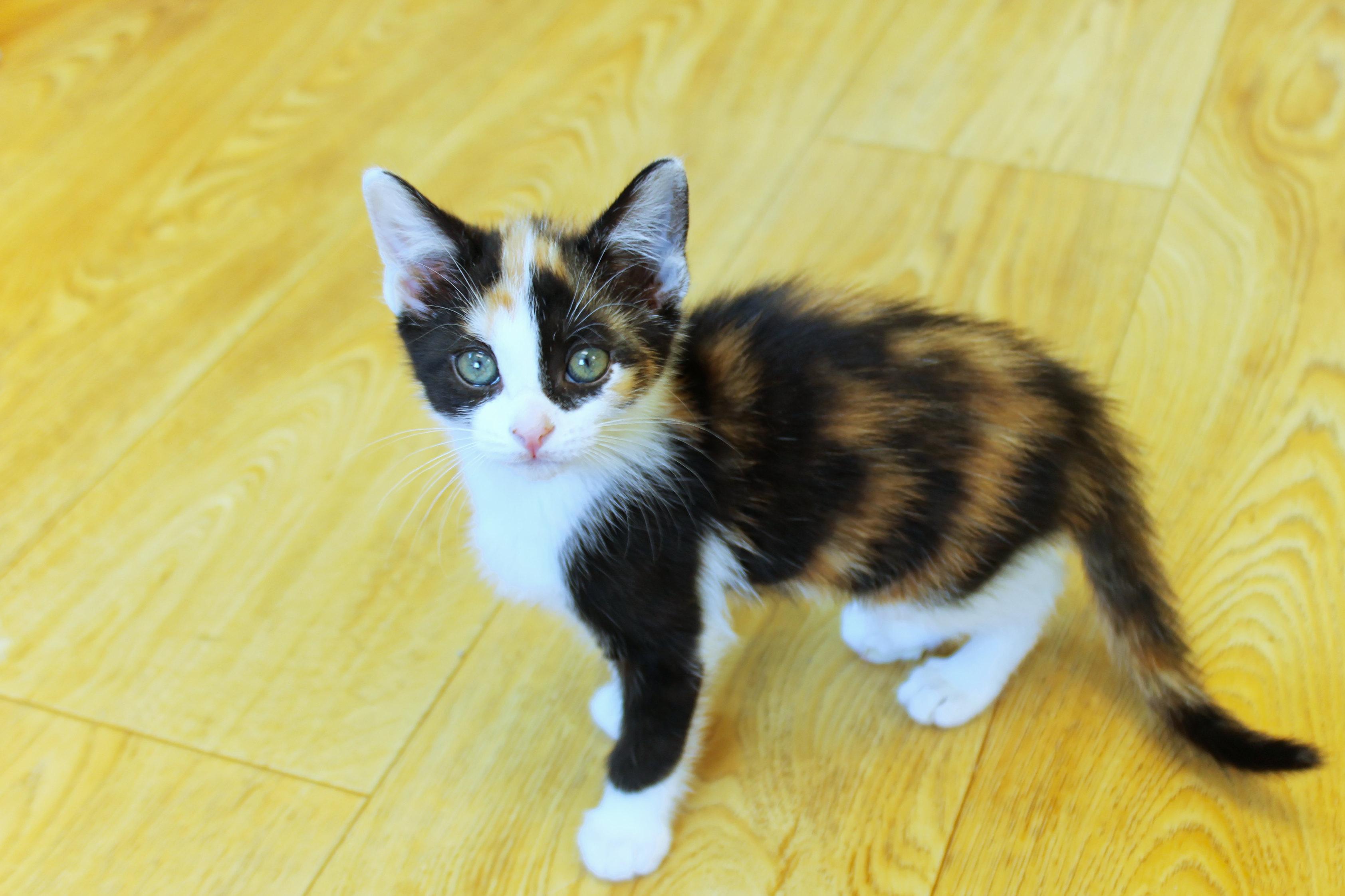 Enlarge Cherry, an adopted Calico in Urbana, OH image 4/6
