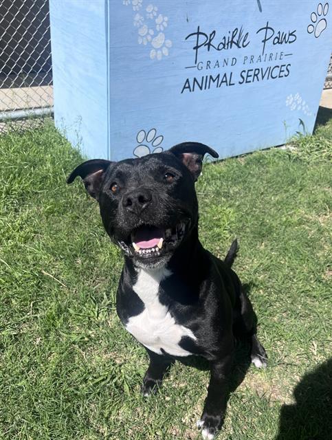 Enlarge SAMBA, a Adoptable mixed breed in Grand Prairie, TX image 1/1