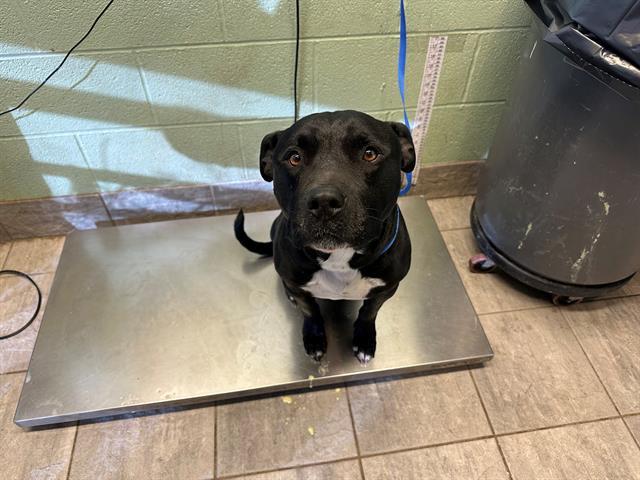 SAMBA, a Adoptable mixed breed in Grand Prairie, TX image 2/2