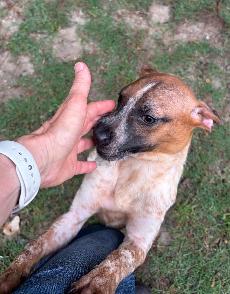 Daisy, Adoptable, Puppy Female Australian Cattle Dog / Blue Heeler.