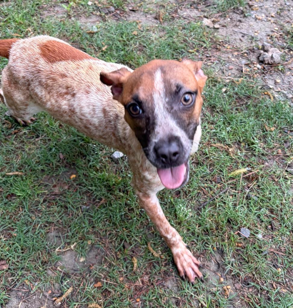 Enlarge Daisy, a Adoptable Australian Cattle Dog / Blue Heeler in Little Rock, AR image 2/3