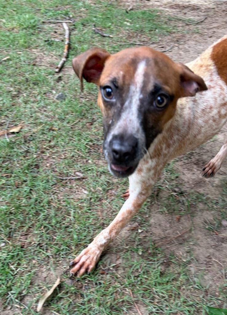 Enlarge Daisy, a Adoptable Australian Cattle Dog / Blue Heeler in Little Rock, AR image 3/3
