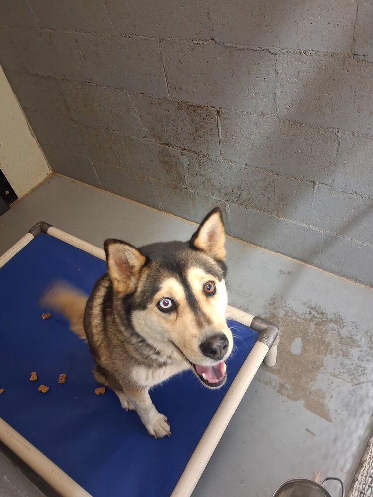 Enlarge Mishka, a Adoptable Siberian Husky in Mountainair, NM image 1/1