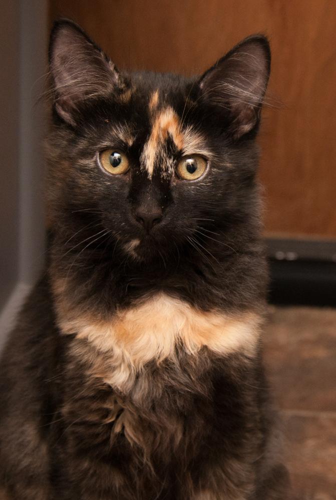 Chai (gets adopted with Pumpkin), an adopted Tortoiseshell in Westminster, CO image 4/5
