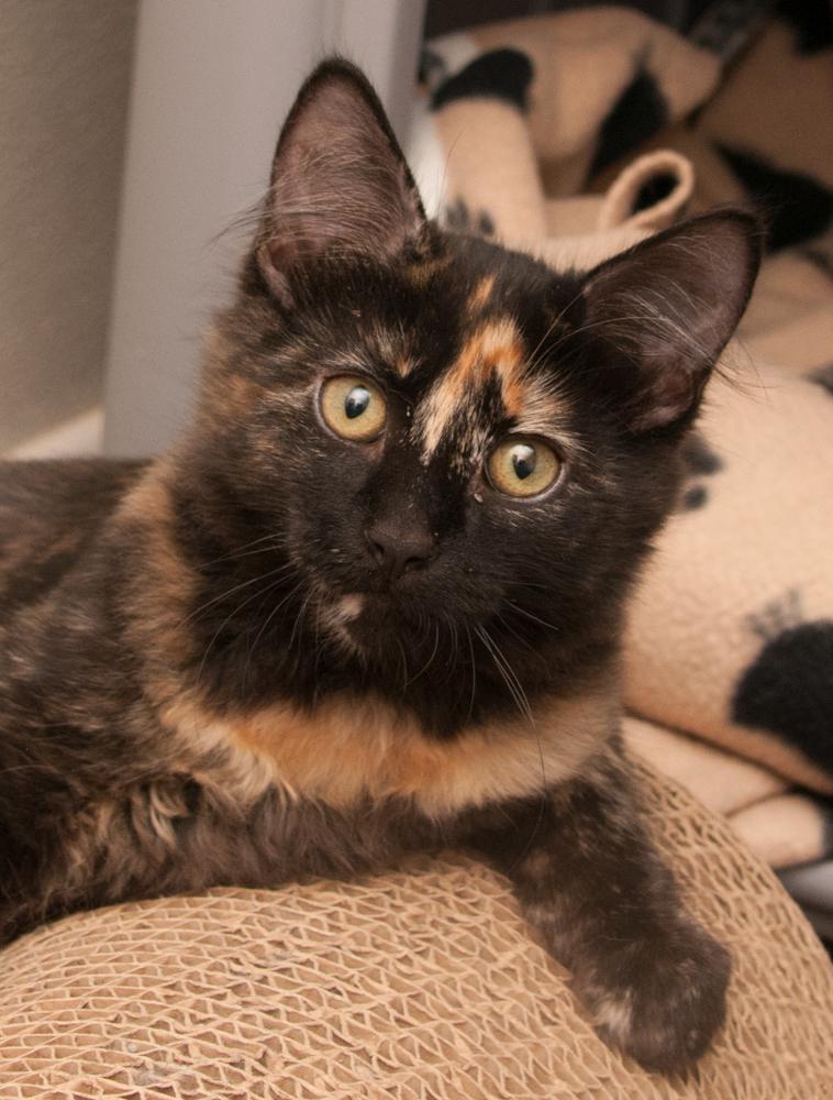 Chai (gets adopted with Pumpkin), an adopted Tortoiseshell in Westminster, CO image 1/5