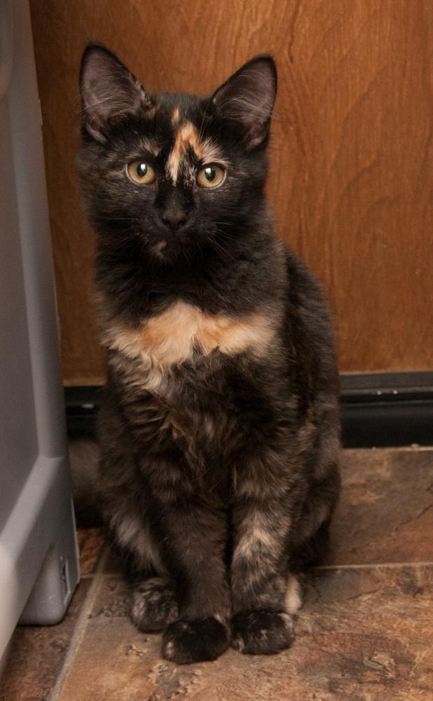 Chai (gets adopted with Pumpkin), an adopted Tortoiseshell in Westminster, CO image 5/5